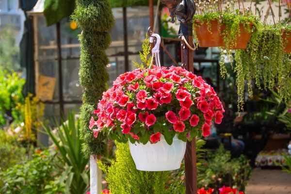 Hanging Planter Installation in Kirkland