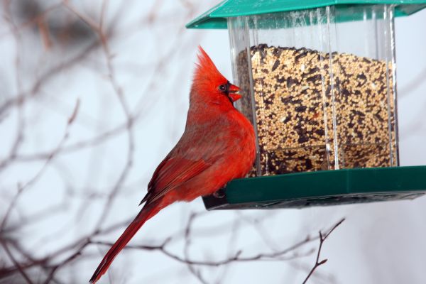 Bird Feeder Hanging in Kirkland